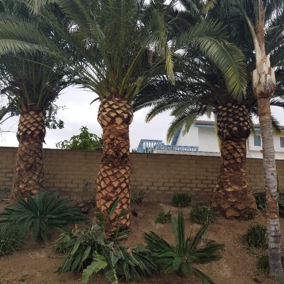 Palm Tree Care