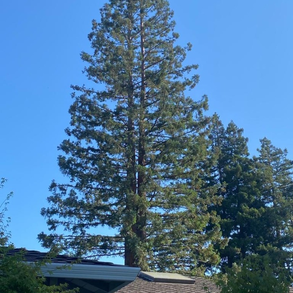 Tree service project photo 13