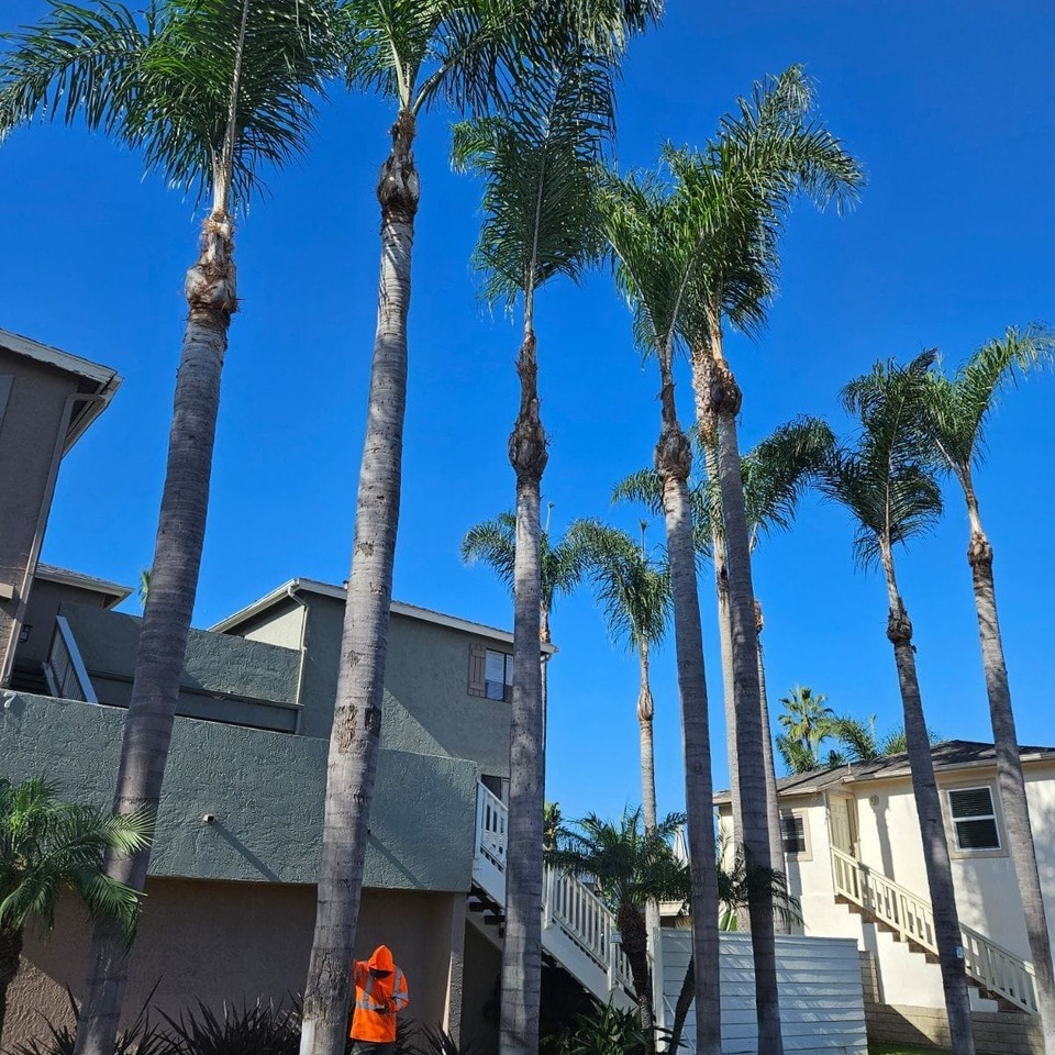 Tree service project photo 15