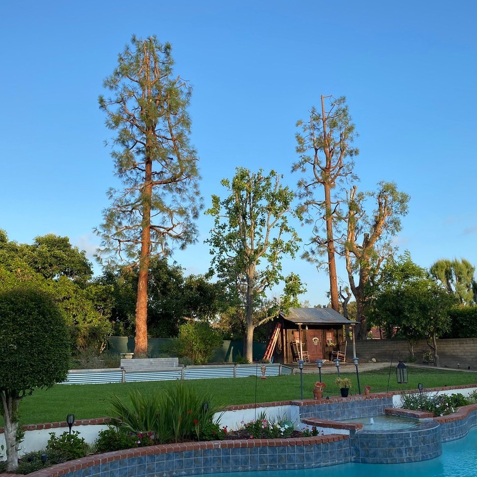 Tree service project photo 16