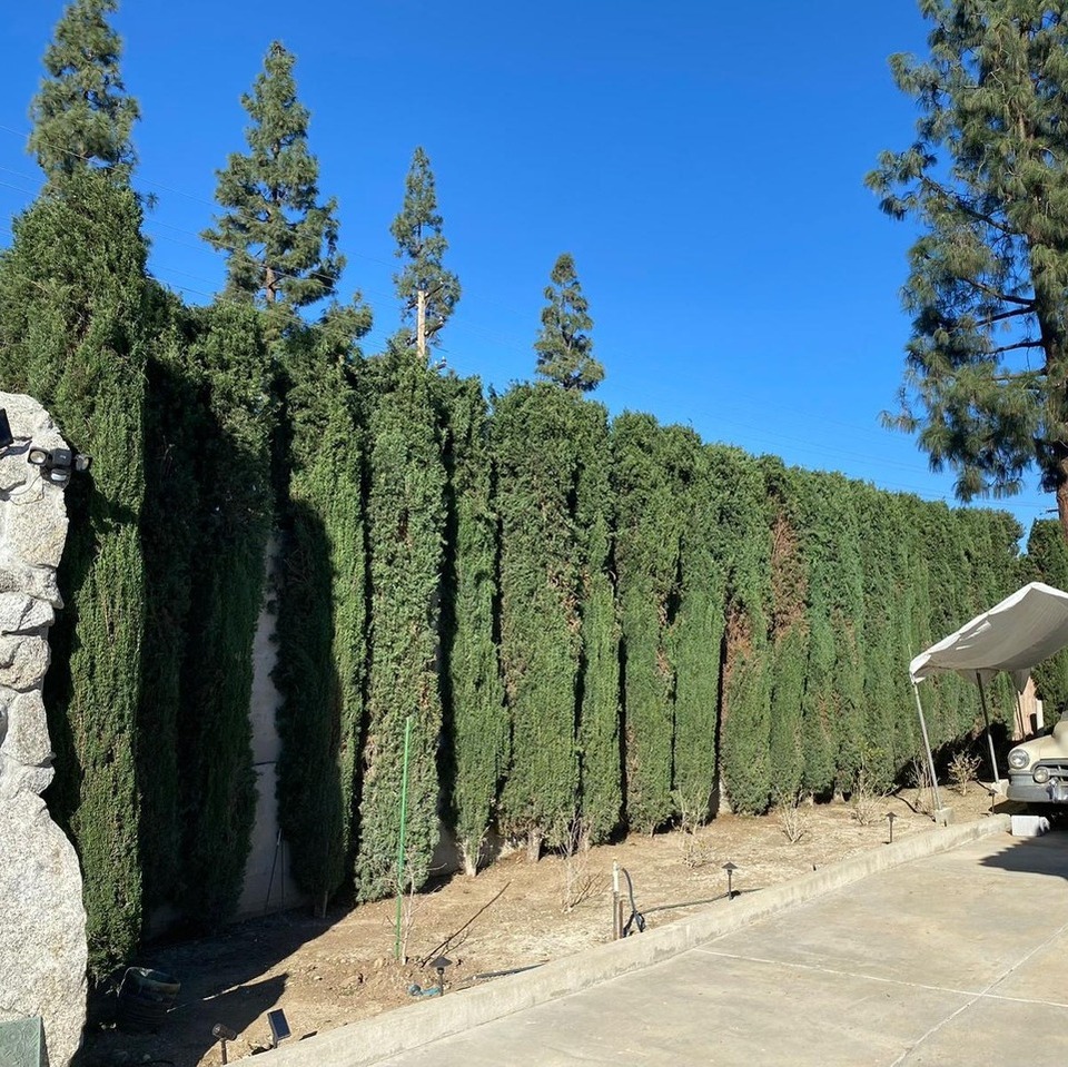 Tree service project photo 18